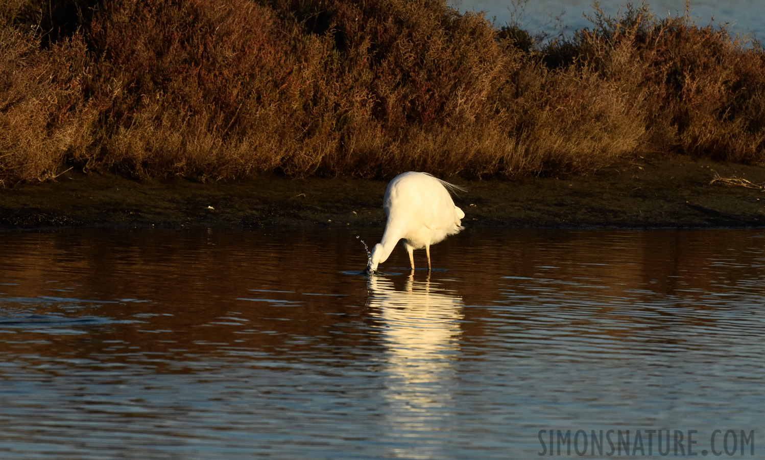 Ardea alba alba [400 mm, 1/3200 sec at f / 10, ISO 1600]